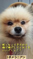 にほんブログ村 犬ブログ ポメラニアンへ