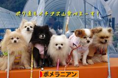 にほんブログ村 犬ブログ ポメラニアンへ