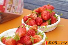 にほんブログ村 犬ブログ ポメラニアンへ