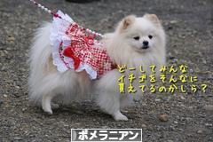 にほんブログ村 犬ブログ ポメラニアンへ
