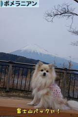 にほんブログ村 犬ブログ ポメラニアンへ