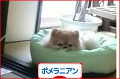 にほんブログ村 犬ブログ ポメラニアンへ