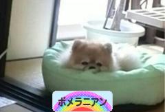 しつこい犬を黙らせる為に やってはいけない事 ポメラニアン シンタロー