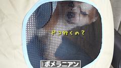 にほんブログ村 犬ブログ ポメラニアンへ