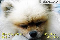 にほんブログ村 犬ブログ ポメラニアンへ