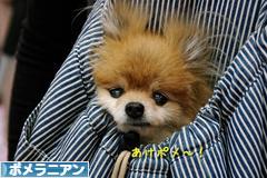 にほんブログ村 犬ブログ ポメラニアンへ