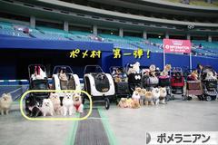 にほんブログ村 犬ブログ ポメラニアンへ