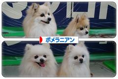 にほんブログ村 犬ブログ ポメラニアンへ