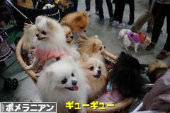 にほんブログ村 犬ブログ ポメラニアンへ