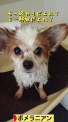 にほんブログ村 犬ブログ ポメラニアンへ