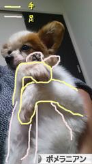 にほんブログ村 犬ブログ ポメラニアンへ