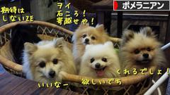 にほんブログ村 犬ブログ ポメラニアンへ