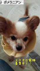 にほんブログ村 犬ブログ ポメラニアンへ