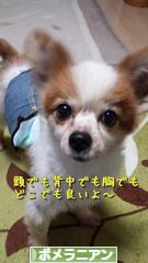 にほんブログ村 犬ブログ ポメラニアンへ