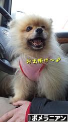 にほんブログ村 犬ブログ ポメラニアンへ