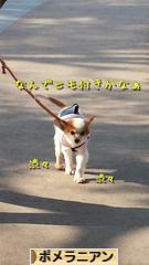 にほんブログ村 犬ブログ ポメラニアンへ