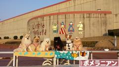 にほんブログ村 犬ブログ ポメラニアンへ