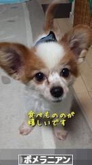 にほんブログ村 犬ブログ ポメラニアンへ
