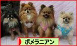 にほんブログ村 犬ブログ ポメラニアンへ