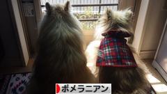 にほんブログ村 犬ブログ ポメラニアンへ