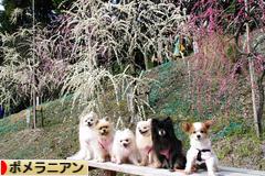 にほんブログ村 犬ブログ ポメラニアンへ