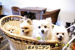 にほんブログ村 犬ブログ ポメラニアンへ