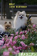 にほんブログ村 犬ブログ ポメラニアンへ