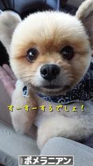 にほんブログ村 犬ブログ ポメラニアンへ