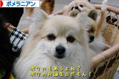 にほんブログ村 犬ブログ ポメラニアンへ