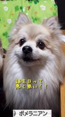 にほんブログ村 犬ブログ ポメラニアンへ