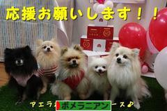 にほんブログ村 犬ブログ ポメラニアンへ