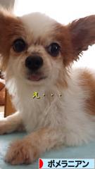 にほんブログ村 犬ブログ ポメラニアンへ