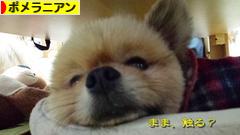 にほんブログ村 犬ブログ ポメラニアンへ