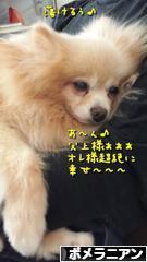 にほんブログ村 犬ブログ ポメラニアンへ