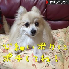 にほんブログ村 犬ブログ ポメラニアンへ