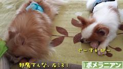 にほんブログ村 犬ブログ ポメラニアンへ