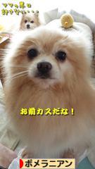 にほんブログ村 犬ブログ ポメラニアンへ