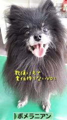 にほんブログ村 犬ブログ ポメラニアンへ