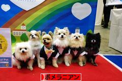 にほんブログ村 犬ブログ ポメラニアンへ