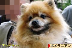 にほんブログ村 犬ブログ ポメラニアンへ