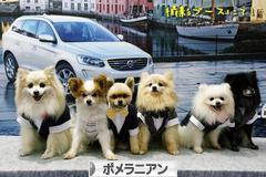 にほんブログ村 犬ブログ ポメラニアンへ