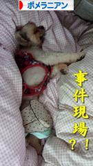 にほんブログ村 犬ブログ ポメラニアンへ
