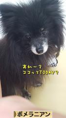 にほんブログ村 犬ブログ ポメラニアンへ