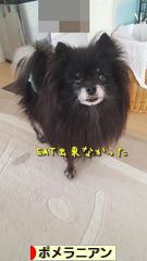 にほんブログ村 犬ブログ ポメラニアンへ