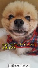 にほんブログ村 犬ブログ ポメラニアンへ