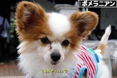 にほんブログ村 犬ブログ ポメラニアンへ