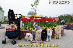 にほんブログ村 犬ブログ ポメラニアンへ