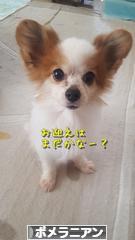 にほんブログ村 犬ブログ ポメラニアンへ