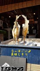 にほんブログ村 犬ブログ ポメラニアンへ