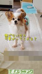 にほんブログ村 犬ブログ ポメラニアンへ